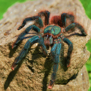 巴西巨人粉红趾图片