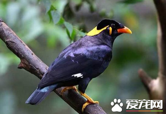 鹩哥有几种 鹩哥属分五种但我国仅鹩哥一种