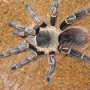 粉红斑马脚图片