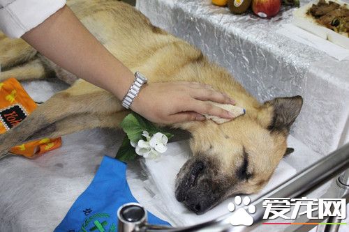 最佳生命导师 师生送校犬最后一程