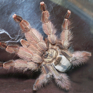 巴拿马黄金图片