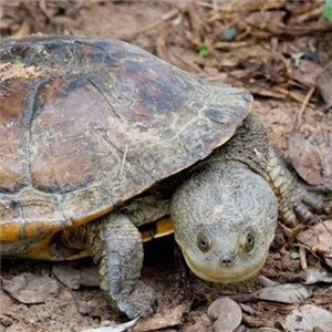 巨头蛇颈龟图片