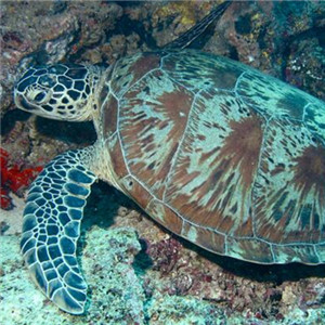 绿海龟图片