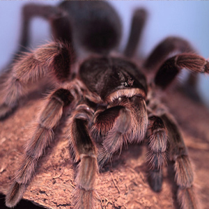 巴西灰烟雾图片