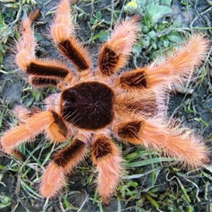 哥伦比亚红脚图片