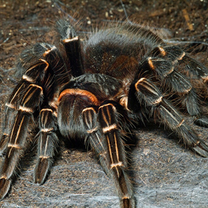 巴西橙间食鸟图片