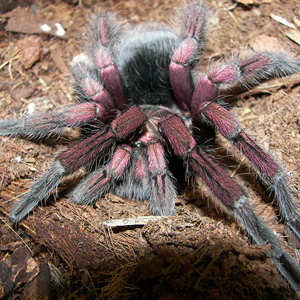 巴西粉红食鸟蛛图片