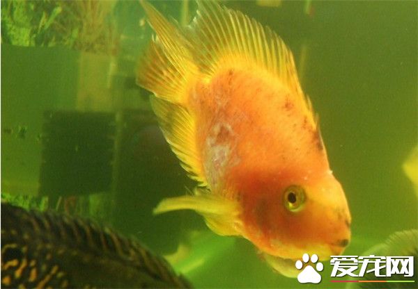 鹦鹉鱼烂鳞病 要注意水质避免水质恶化