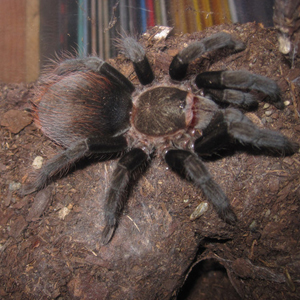 巴西巨人金直间图片