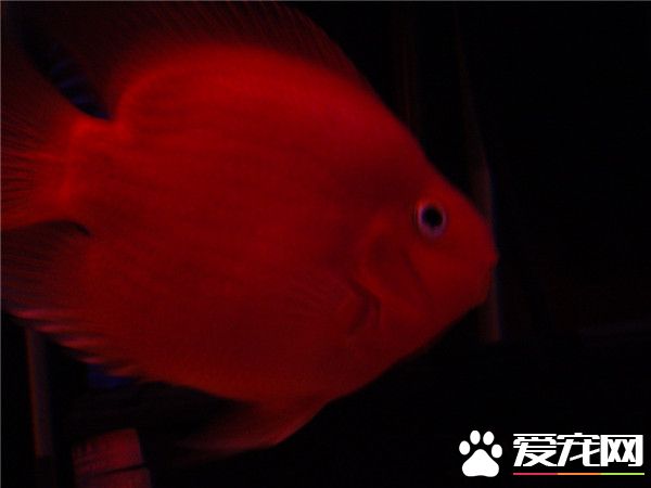 鹦鹉鱼鳃发黑 平时多注意水质的把控