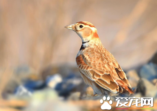 百灵鸟的寿命 它的寿命从几年到几十年不等