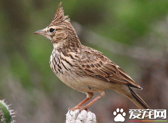 百灵鸟象征什么 代表着灵性机智快乐活泼