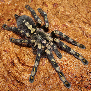 象牙华丽雨林蜘蛛图片