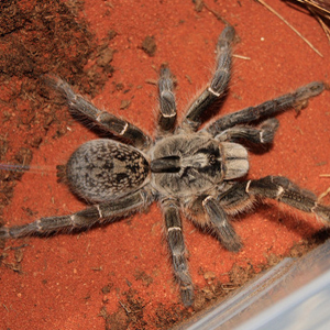 东非角巴布图片