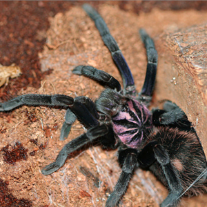 哥伦比亚镭射图片