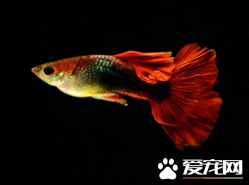 新生孔雀鱼怎么养 水温对鱼的生长发育很关键