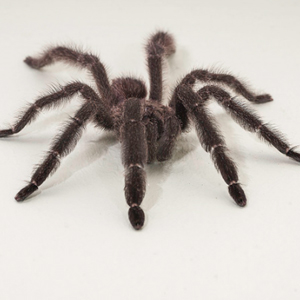 哥斯达黎加红尾图片