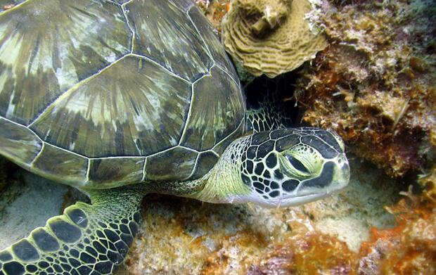 绿海龟