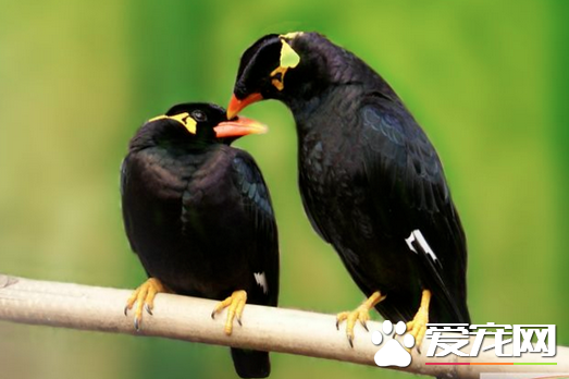 怎么选鹩哥 选择健康体壮的易驯的幼鸟鹩哥