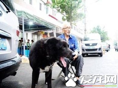 怕死后没人照顾狗狗 老人立遗嘱8万给爱犬