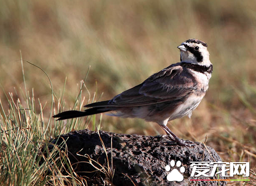 百灵鸟有什么特点 百灵不适应南方潮湿天气