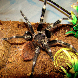 巴西白间红尾图片