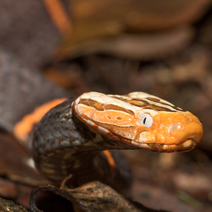 喜玛拉雅白头蛇图片