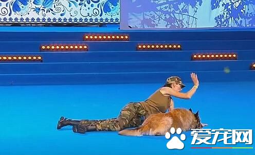 世界犬联大赛 狗狗上演人工呼吸表演