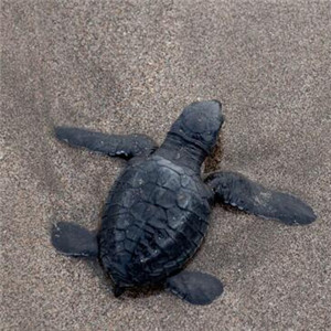 太平洋丽龟图片