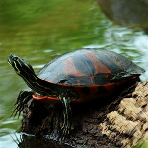佛罗里达红肚龟图片