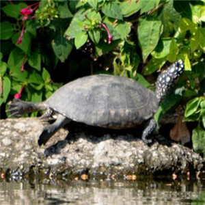 哈米顿氏龟图片