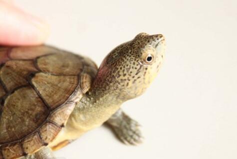 QQ截图20160817163638