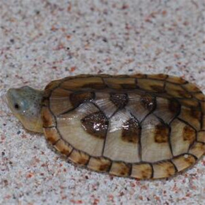 哈雷拉泥龟图片