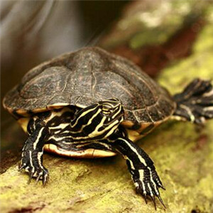 佛州甜甜圈龟图片