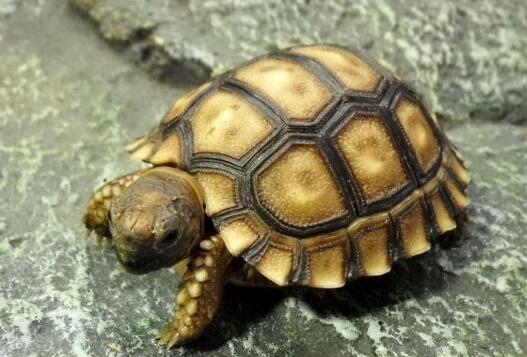 冠背龟