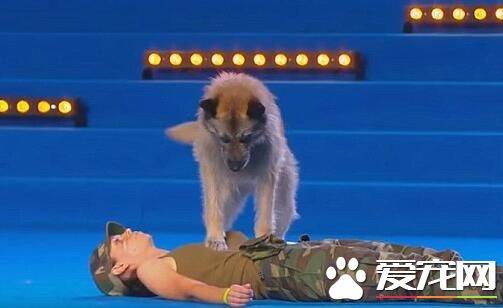 世界犬联大赛 狗狗上演人工呼吸表演