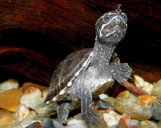 密西西比麝香龟