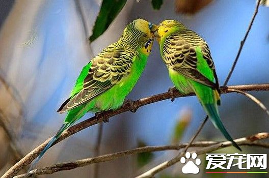 虎皮鹦鹉会叫吗 发出叫声是鹦鹉与生俱来的能力