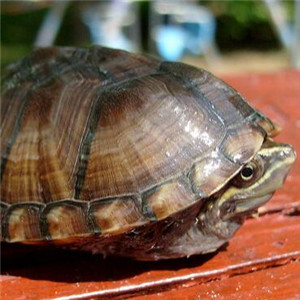 密西西比麝香龟图片