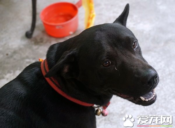 捡到走失犬 比狗主人还急每天看望