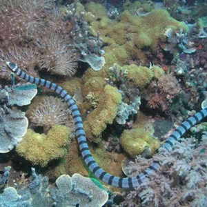 贝尔彻海蛇图片