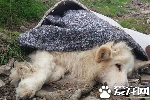 被当垃圾遗弃 可怜牧羊犬奄奄一息