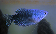 蓝曼龙鱼水温 最佳的生存温度在22-28℃