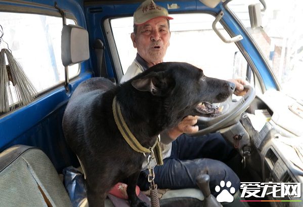 爱犬打疫苗13年不缺席 老农好典范