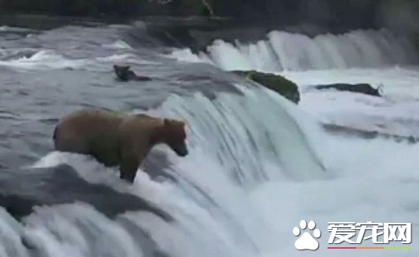 母熊跳下瀑布 勇救3只被冲走熊宝宝