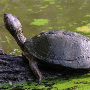 沼泽侧颈龟图片