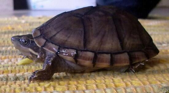 密西西比麝香龟