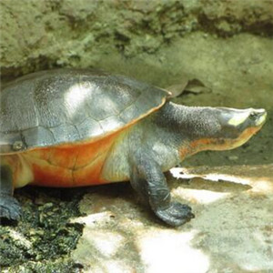 红腹短颈龟图片