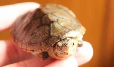 QQ截图20160817163653