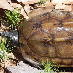 三弦巨型鹰嘴泥龟图片